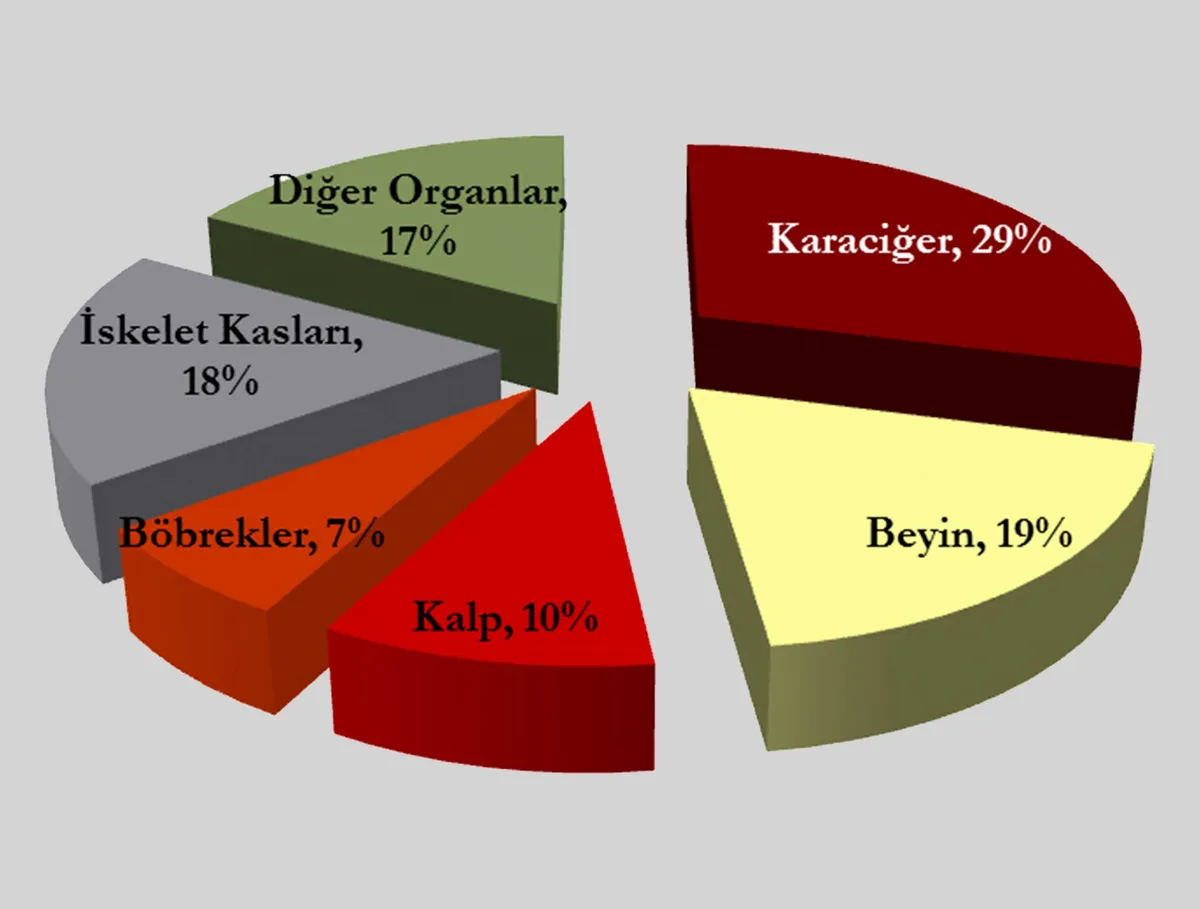 Metabolizma Hakkındaki Gerçekler
